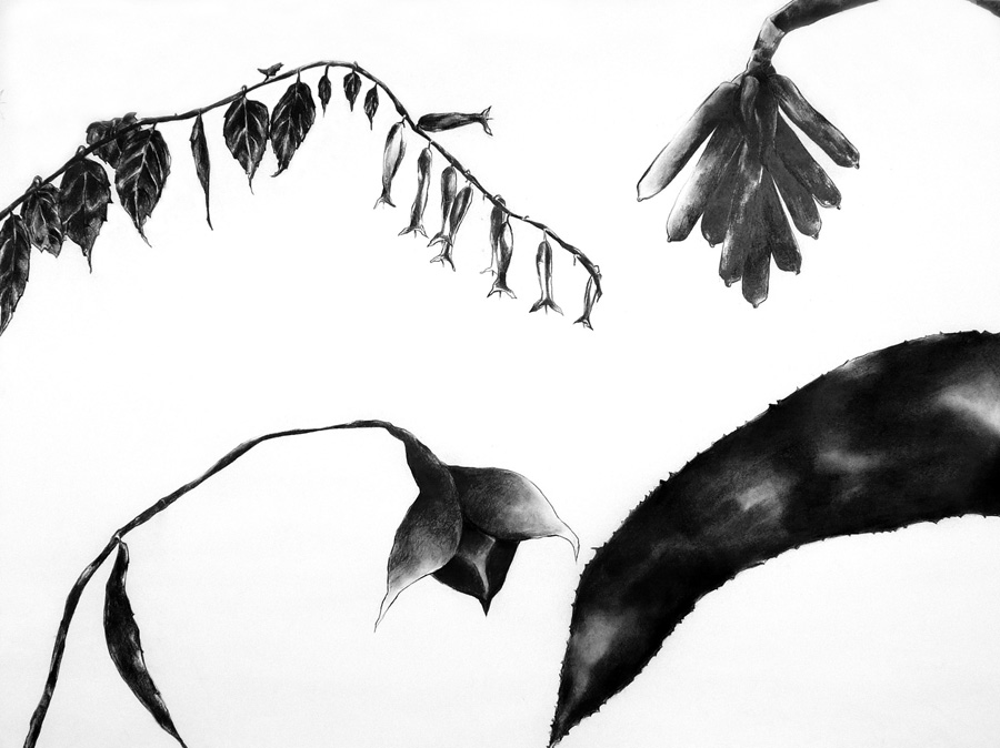 Charcoal image of wilting African flowers